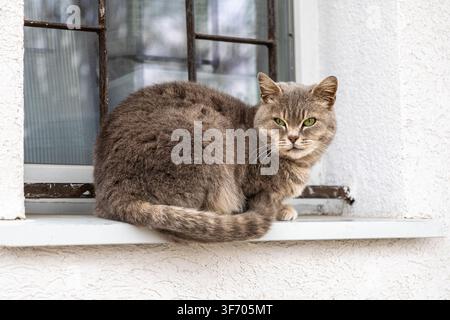 Chat domestique se relaxant sur le rebord d'une fenêtre contre un mur blanc, affichant une expression sérieuse et un pelage doux et texturé, parfait pour les thèmes du compagnon animal Banque D'Images