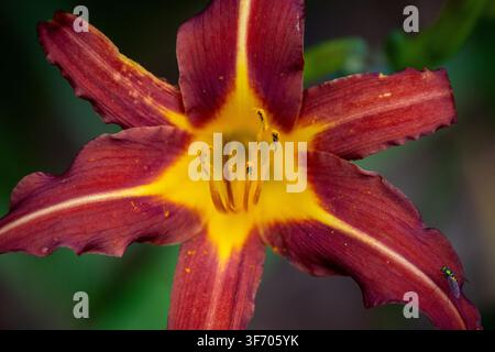 Fleur de hémérocalle rouge profond avec centre jaune en fleurs dans un jardin. Banque D'Images