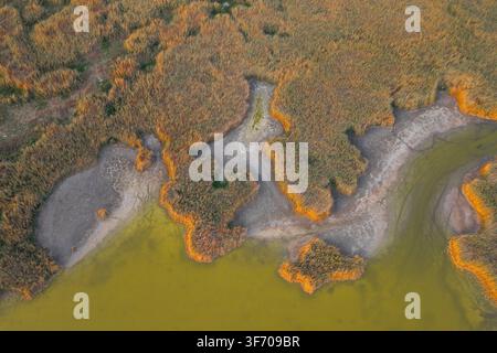 Vue aérienne par drone du lac Velence, en Hongrie, révélant une sécheresse sévère, une rive qui rétrécit et des zones humides asséchées pendant l'été Banque D'Images