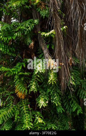 Fougères épiphytes luxuriantes poussant sur le tronc d'un palmier Banque D'Images