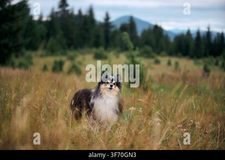 Un Shetland Sheepdog se tient calmement dans un champ sec près de la forêt. Le fond flou suggère un cadre montagneux frais. Banque D'Images