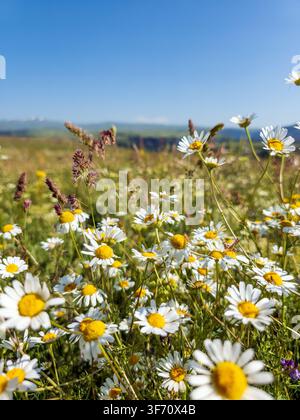 Les marguerites fleurissent dans une prairie ensoleillée sous un ciel bleu clair. Les fleurs sauvages s'étendent sur des collines vertes ondulantes Banque D'Images