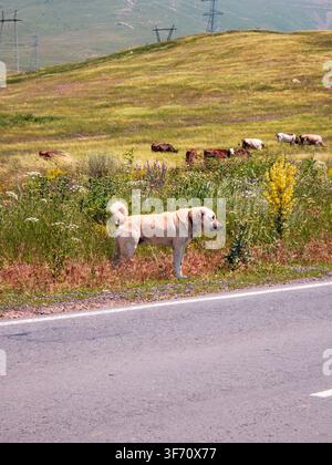 Chien Alabai debout près de la route, observant un troupeau de bétail paissant dans un pré Banque D'Images