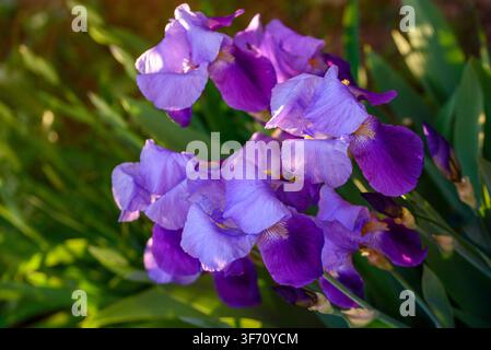 Des fleurs d'iris violettes éclatantes éclosent contre des feuilles vertes luxuriantes. La lumière du soleil met en valeur les pétales délicats et la beauté naturelle du jardin Banque D'Images