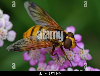 Énorme mouche volantine, Volucella inanis, sur Achillée Banque D'Images