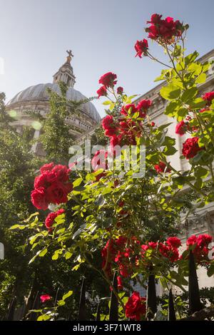 Des roses rouges vives encadrent le dôme emblématique de la cathédrale Saint Paul dans la ville de Londres par une journée d'été ensoleillée. Banque D'Images