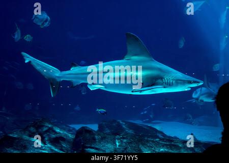 Un requin de récif à pointe noire nage devant des bancs de poissons tropicaux dans une grande exposition d'aquarium, éclairée par une lumière bleue ambiante douce. Banque D'Images