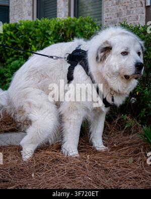 Un grand chien blanc des Pyrénées portant un harnais et une laisse se tient à côté de buissons verts devant une maison. Banque D'Images