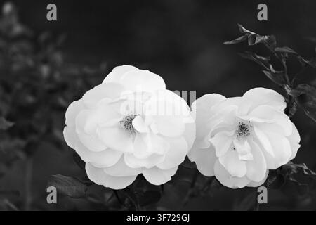 Les roses blanches fleurissent doucement sur un fond vert flou. Les pétales scintillent sous la lumière naturelle, mettant en valeur les courbes douces. Le centre révèle un jaune subtil Banque D'Images