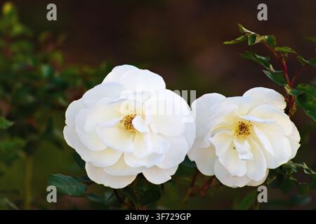 Les roses blanches fleurissent doucement sur un fond vert flou. Les pétales scintillent sous la lumière naturelle, mettant en valeur les courbes douces. Le centre révèle un jaune subtil Banque D'Images