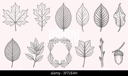Feuilles botaniques vectorielles vintage dessinées à la main, couronne de chêne et ensemble d'art linéaire de glands isolés sur fond blanc. Illustration de Vecteur