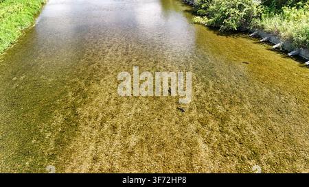 Vue aérienne des eaux claires et peu profondes de la rivière Asakawa avec des poissons visibles nageant au-dessus du lit rocheux, entourée de rives luxuriantes et vertes à Hi Banque D'Images