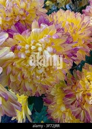 Photo macro de chrysanthèmes jaunes vibrants avec des pointes de pétales violets en pleine floraison pendant la saison automnale. Banque D'Images