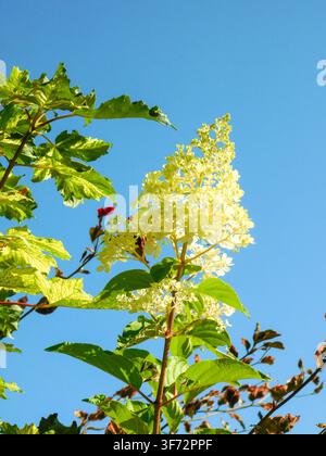 Portrait naturel d’une plante fleurie de Hydrangea Paniculata ‘Vanille Fraise’, hortensia paniculaire - Vanille Fraise, sous un soleil d’été charmant. Captivant Banque D'Images