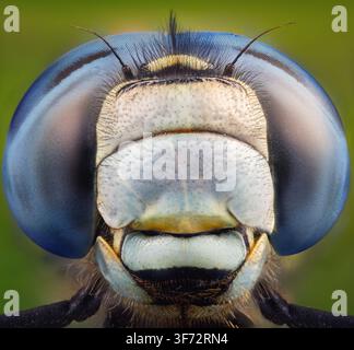 Portrait macro extrême d'une libellule aux yeux composés bleus sur fond vert Banque D'Images