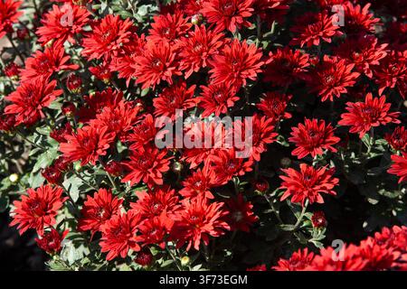 Arrière-plan plein cadre de fleurs de chrysanthèmes rouges en pleine floraison sous une lumière directe et brillante. Banque D'Images