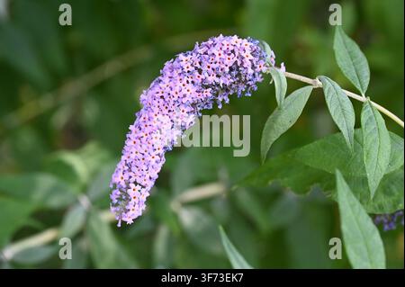 Buddleja davidii lavande (buisson papillon) en été Banque D'Images