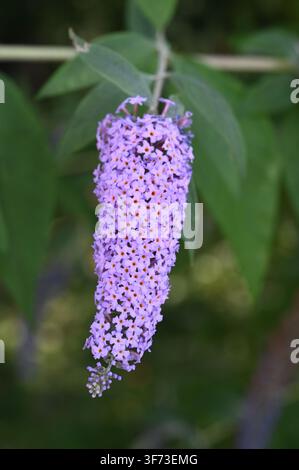 Buddleja davidii lavande en été Banque D'Images