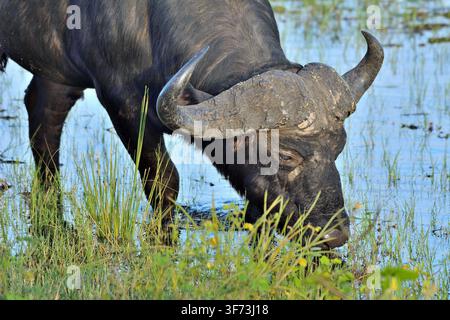 Gros plan d'un buffle du Cap dans le fleuve Chobe, Botswana Banque D'Images