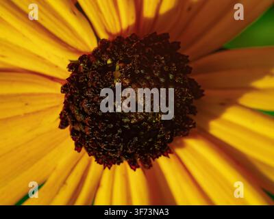 Gros plan macro extrême du disque central sombre et texturé d'une fleur conique jaune vif avec une petite araignée reposant dessus, entourée de pétales vibrants Banque D'Images