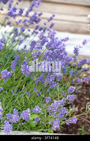 'Thumbelina' Lavande anglaise, lavande (Lavandula angustifolia) Banque D'Images