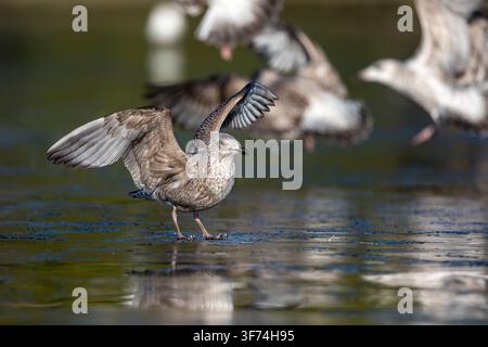 Mouette; Larus argentatus; Premier hiver; UK Banque D'Images