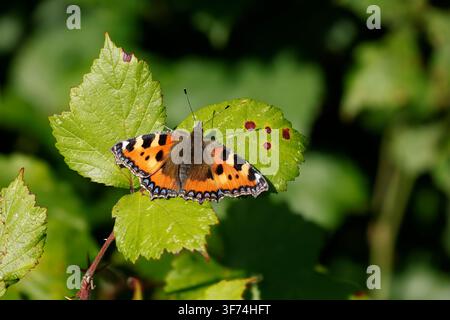 Petit papillon à damier ; Aglais urticae ; Royaume-Uni Banque D'Images