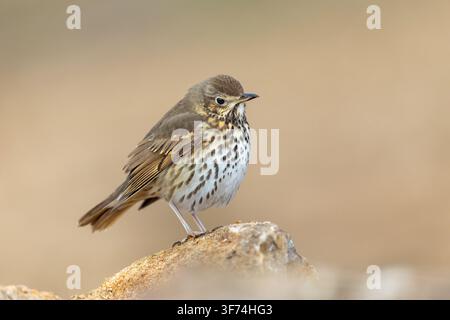 Mérula chanteuse ; Turdus philomelos ; Debout sur pierre ; Royaume-Uni Banque D'Images