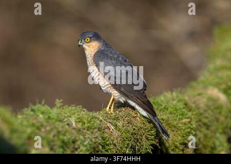 Sparrowhawk ; Accipiter nisus ; homme ; Royaume-Uni Banque D'Images