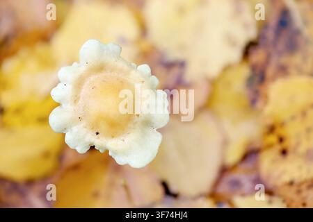 Champignon de Tuft de soufre; Hypholoma fasciculare; Royaume-Uni Banque D'Images