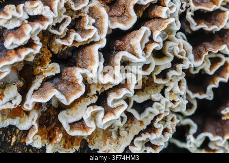 Queue de dinde ; Trametes versicolor ; Champignon ; UK Banque D'Images