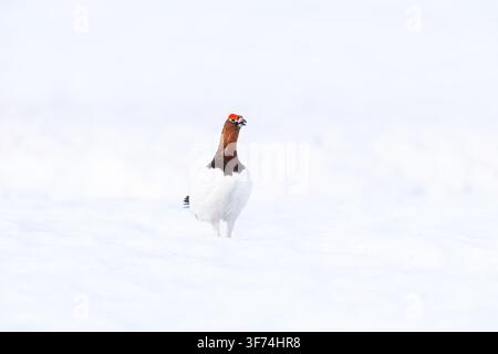 Tétra lyre ; Lagopus lagopus ; Lagopède lyre ; Mâle dans la neige ; Norvège Banque D'Images