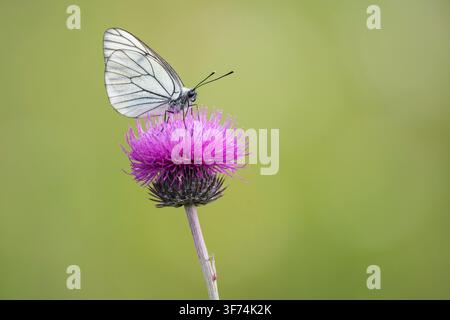 Papillon blanc à nervures noires, Aporia crataegi, Bulgarie Banque D'Images