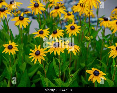 Fleurs de rudbeckia jaune vif épanouies dans un jardin à Coesfeld, Allemagne Banque D'Images