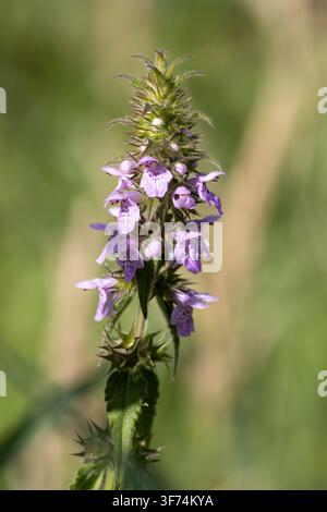 fleurs rose vif de Stachys des marais (Stachys palustris) à Seaton Wetlands, Devon, Royaume-Uni Banque D'Images