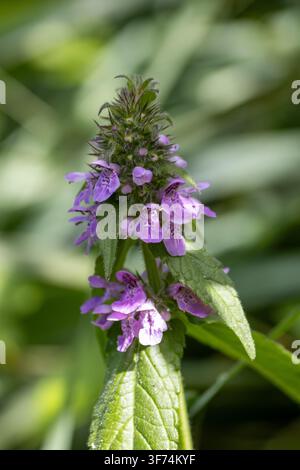 fleurs rose vif de Stachys des marais (Stachys palustris) à Seaton Wetlands, Devon, Royaume-Uni Banque D'Images