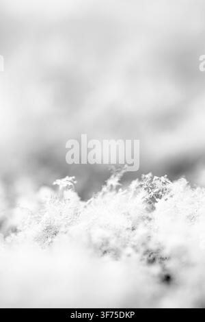 Macro des structures délicates de flocons de neige reposant sur une surface avec une mise au point douce, mettant en évidence les motifs complexes de glace et les magnifiques cristaux Banque D'Images