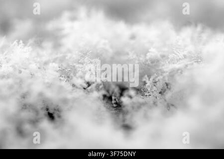 Photographie macro des flocons de neige délicats reposant sur une surface froide, motifs géométriques complexes et structures cristallines avec une profondeur de champ doucement floue Banque D'Images