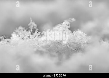 Macro de délicats motifs de flocons de neige reposant sur une surface blanche et douce enneigée, structures cristallines complexes dans un environnement hivernal froid avec un arrière-plan flou Banque D'Images