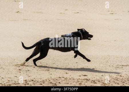 Chien noir courant rapidement sur une plage de sable. Croisé athlétique sprintant à toute vitesse. Ainsdale, Royaume-Uni. Banque D'Images