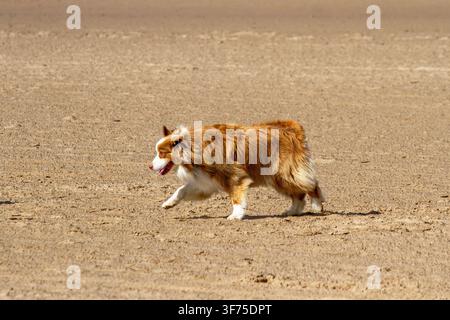 Shepherd australien roux courant sur une plage de sable. Border Collie tricolore roux et duveteux trottant à travers le sable découvert par une journée ensoleillée. Southport, Royaume-Uni. Banque D'Images