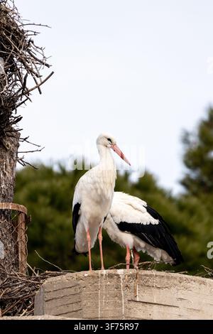 Deux cigognes blanches adultes (Ciconia ciconia) se tiennent proches l'une de l'autre sur un rebord en béton jonché de brindilles, avec un grand nid de branches construit contre le tronc Banque D'Images