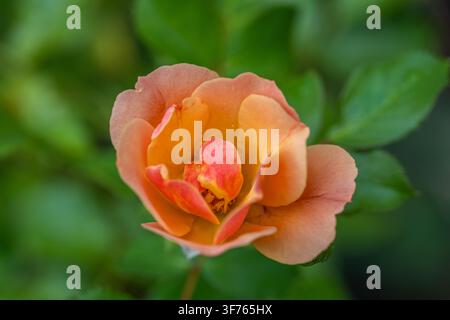 Gros plan détaillé des pétales intérieurs d'une rose vive de couleur pêche et orange en pleine floraison. Banque D'Images