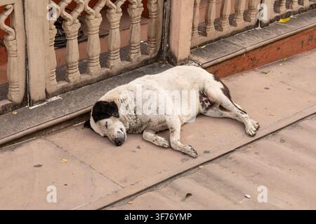 Chien errant endormi, Jaipur, Inde. Banque D'Images