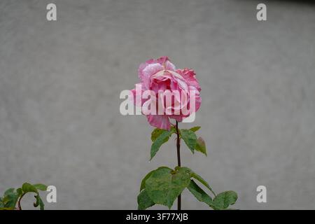Un collage de roses vibrantes variées en magenta, rose clair et rouge, avec des gouttelettes d'eau sur les pétales et les feuilles dans un cadre de jardin. Banque D'Images