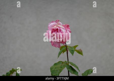Un collage de roses vibrantes variées en magenta, rose clair et rouge, avec des gouttelettes d'eau sur les pétales et les feuilles dans un cadre de jardin. Banque D'Images