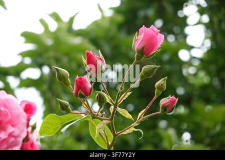 Close-up de fleurs de rose rose vives et de délicates boutons de fleurs en train de s'épanouir dans un jardin verdoyant. Banque D'Images