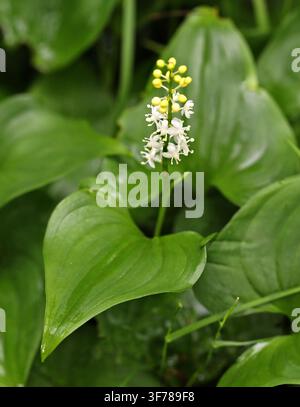 Fausse muguet ou lys de mai, Maianthemum bifolium, Asparagacées. Écosse, Royaume-Uni. Banque D'Images