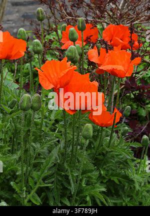 Amélie orientale, Papaver orientale, Paparvaraceae. Caucase, Turquie et Iran. L’amélie orientale (Papaver orientale) est une plante vivace. Banque D'Images