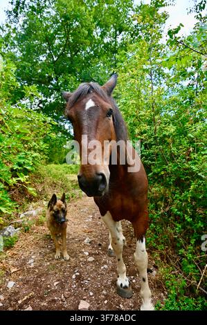 Une photographie verticale d'un cheval pinto brun et blanc debout sur un sentier rural à côté d'un chien Berger Allemand, avec en arrière-plan des arbres et un feuillage verts luxuriants. Banque D'Images